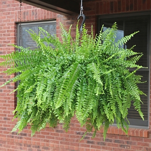 Boston Fern Hanging Basket